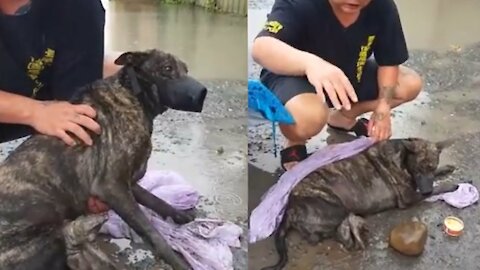 Rescue Poor Dog Who Had His Legs Cut Off 😳😳 || Now He Is So Happy To Run Again