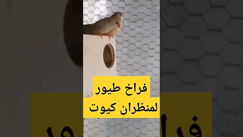 فراخ طيور لمنظران كيوت روعة