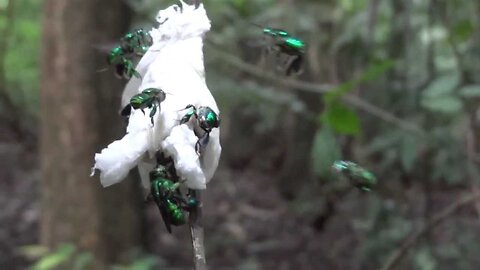 Orchid Bees