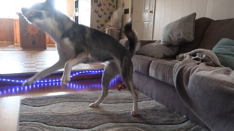 Bored Husky Entertains Herself With Broken Toy