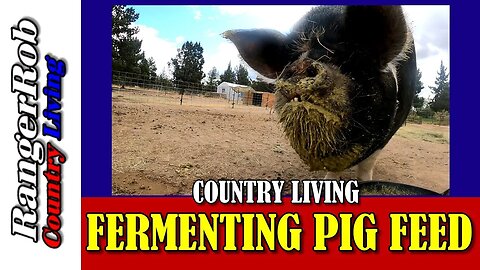 Fermenting Pig Feed for Better Health