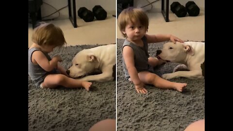 Baby boy playing with his beloved pitbull