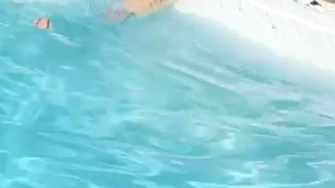 Golden Retriever just can’t reach his ball