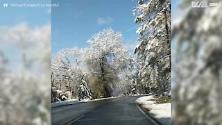 Albero prende fuoco toccando dei cavi ellettrici