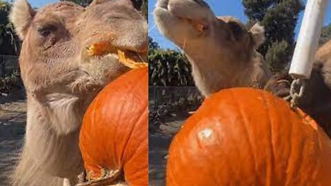 Cheeky Camels at Oakland Zoo Play Tetherball With Pumpkin for Halloween Celebrations