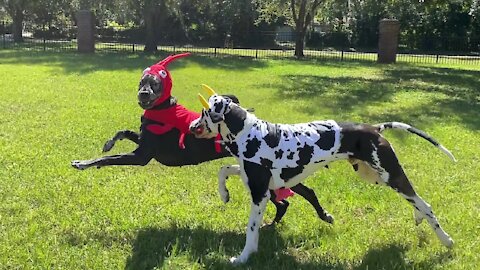 Great Danes have fun in their surf 'n turf Halloween costumes