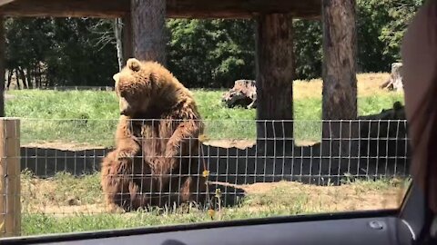 Waving bear shows off catching skills | Bayzid Point