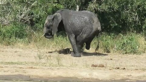 Elephant amazingly manages to walk with only three legs
