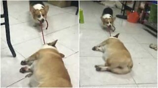 Corgi arrasta amigo preguiçoso para passear