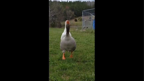 Geese Scream In Excitement Upon Owner's Return