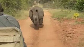 Un rhinocéros pourchasse un groupe de touristes