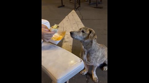 Dog crying when given food to eat