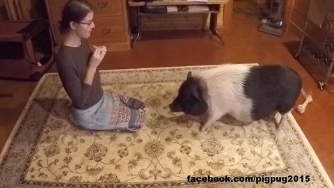 Pig displays array of tricks to musical commands