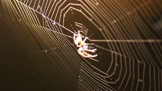 Why You Should Think Twice About Killing Spiders