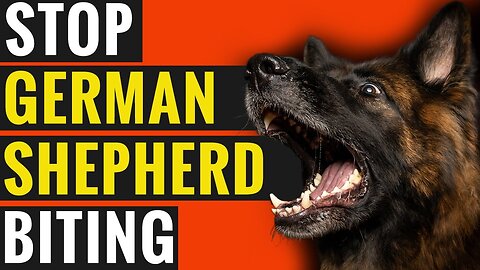 How To Make Your German Shepherd Stop Biting?