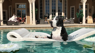 Max and Katie the Great Danes Enjoy a May 17 2017 Swim