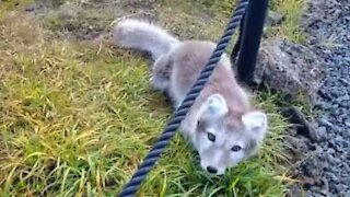 Homem encontra rara raposa-do-ártico filhote