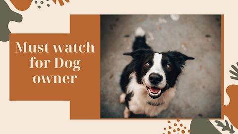 Dog training videos for beginners | Training for new dog owner + Where to start dog training!