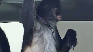 Home Depot worker attacked by spider monkey in Okeechobee County