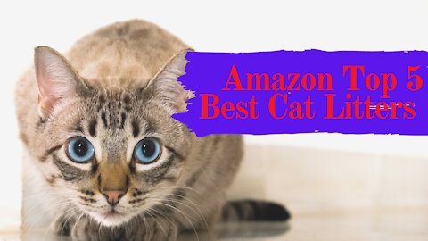 Amazon Top 5 Best Cat Litters Review in 2021