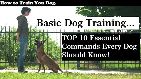 Basic Dog Training – BEST 10 Essential Commands Every Dog Should Know!