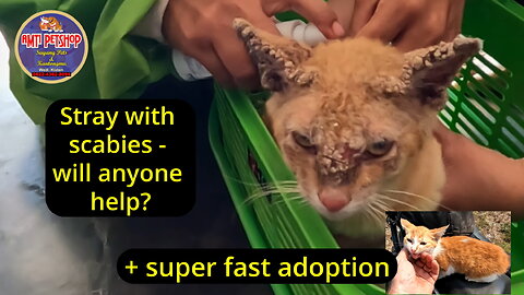 A stray cat with scabies treated and one of our fastest adoptions!