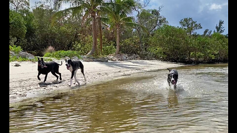 Great Dane Sisters Enjoy Their First Day At The Beach With Brother Dog