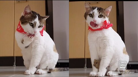 Cute cat licking her feet