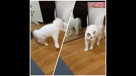 Cat plays with its twin in the mirror