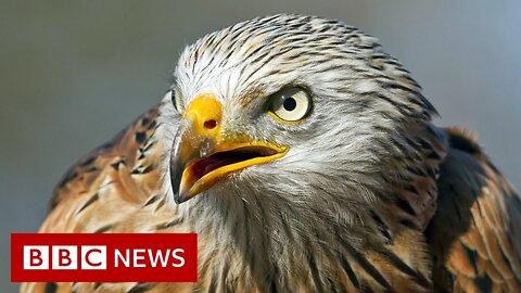 UK_red_kites_to_be_flown_to_Spain_to_help_population_-_98BBC