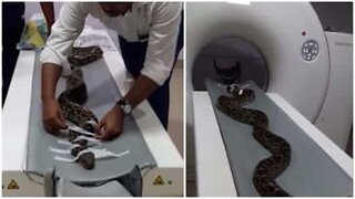 Har du noen gang sett en slange få gjennomført en medisinsk skanning?