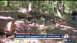 First look at Yellowwood State Forest after logging