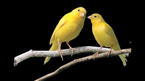 Deep look into the pet's life with their humans . Amazing song of Canary .