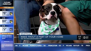 Rescues in Action Jan. 11 | Trout needs fulltime pal