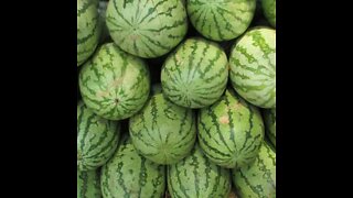 Grandma breaks table cutting watermelon