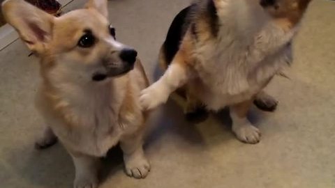 Corgi makes it clear who his best friend is