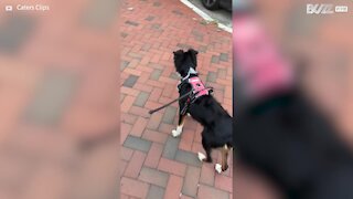 Dog howls like ambulance siren