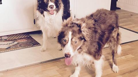 Dog looses best friend to cancer, finds comfort in stuffed animal