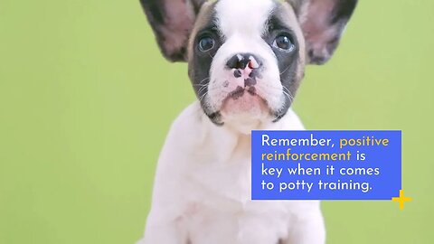 Potty Training Puppies - The Ultimate Guide For Pet Owners