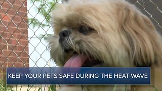 Keeping your pets safe during the heat wave