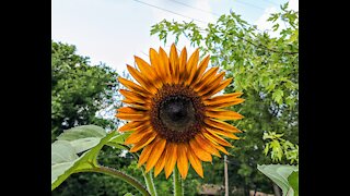 Small Space Gardening | Creating a Sunflower Garden!