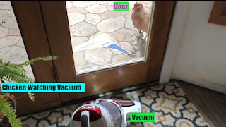 Chicken Inspects the Vacuum