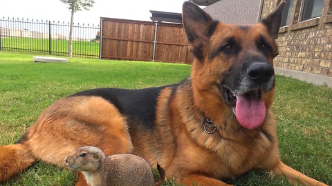 Adorable Prairie Dog Befriends German Shepherd