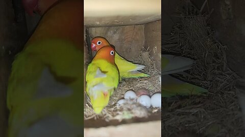 #lutino lovebirds#lovebirds#parrots#birds#budgies#cockatiel