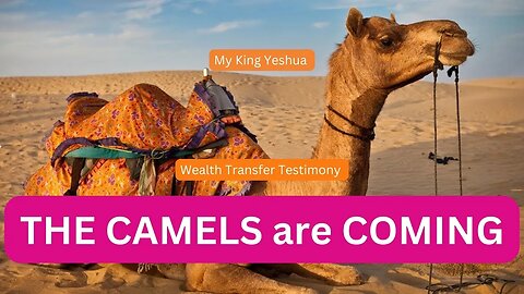 Camels of Sheba Gold Silver XRP XLM Shibu Inu I Wealth Transfer Joseph CAMEL prophecy at the end