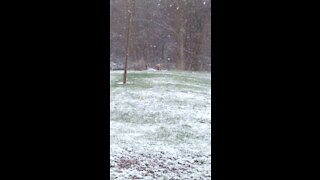 Fox Covered In Snow