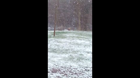 Fox Covered In Snow