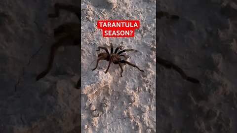Tarantula on the trail at dusk🏜️🦂