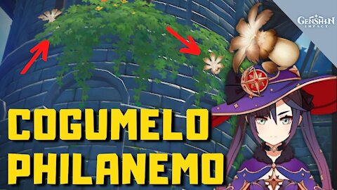 Rota de farm de Cogumelo Philanemo (Philanemo Mushroom) - Genshin Impact