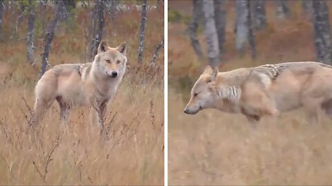 Brown Wolf Walking in The Meadow